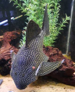 Panaque cf. armbrusteri`xingu`